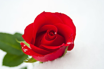 Rose in snow, white, cold, wonderful, beauty, flower, snow, red, nature, red rose HD wallpaper