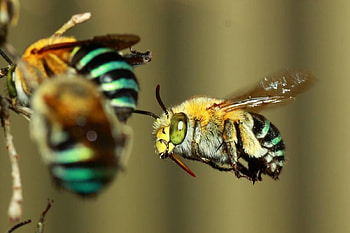 Blue Banded Bee, blue, bee, banded, insect HD wallpaper