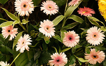 Flowers, Leaves, Gerberas, Greens, Stems HD wallpaper
