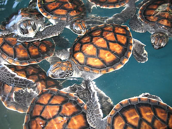 Gili MenoTurtles, shell, hard, water, turtles HD wallpaper