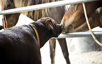 Animals, Friendship, Dog, Horse, Kiss HD wallpaper