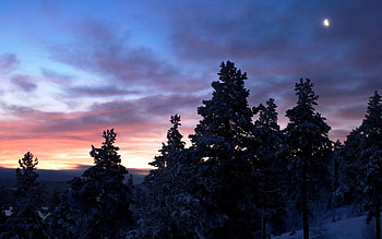 Winter, Nature, Trees, Twilight, Moon, Snow, Dusk, Silence HD wallpaper