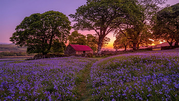 Barn in the field, nature, Barn, field, flower HD wallpaper