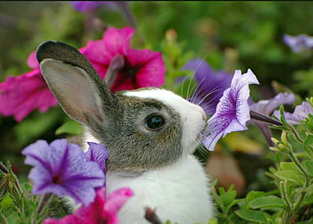 Bunny in Flowers, cool HD wallpaper