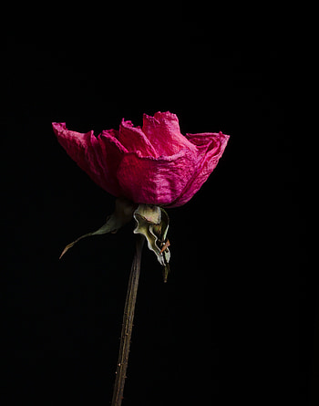 Flowers, Pink, Flower, Rose Flower, Rose, Dry HD phone wallpaper