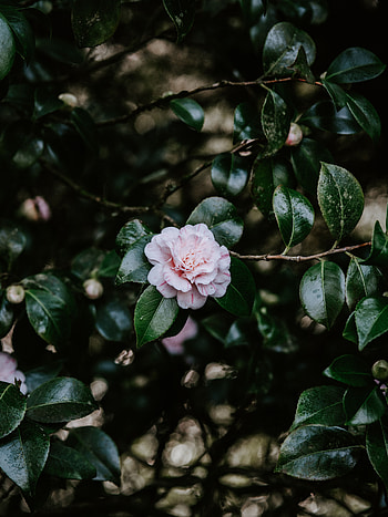 Bloom, Flowers, Leaves, Bush, Flower, Plant, Flowering HD phone wallpaper