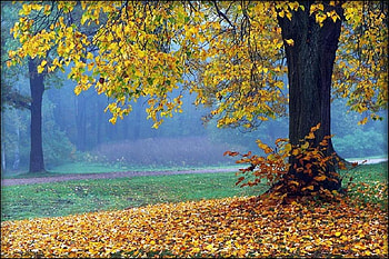 Autumn tree, leaves, plants, nature, grass, nice, tree HD wallpaper