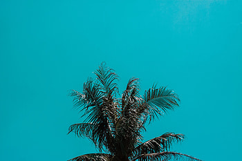 Nature, Sky, Leaves, Top, Palm, Branches HD wallpaper