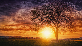 Sunset Nature Trees, nature, sunset, trees HD wallpaper