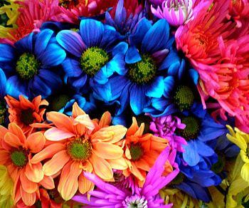 COLORFUL FLOWERS, background, colorful, flowers, beauty HD wallpaper