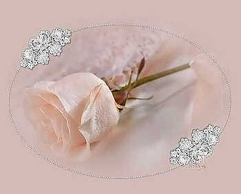 A rose for Milly, rose, pink, stem, single, lace HD wallpaper