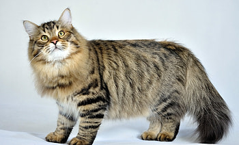 Animals, Cat, Fluffy, Striped, Siberian Cat HD wallpaper