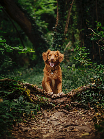 Funny, Animals, Dog, Pet, Protruding Tongue, Tongue Stuck Out, Retriever HD phone wallpaper