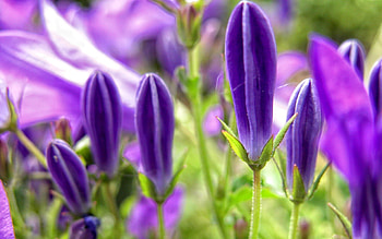 Purple flowers, flowering, garden, beautiful, spring, fresh, nice, purple, pretty, freshness, greenery, nature, flowers, lovely HD wallpaper