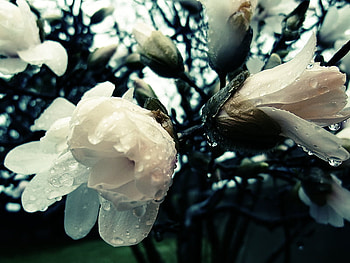 vintage flowers, beatiful, nature, flowers, vintage HD wallpaper
