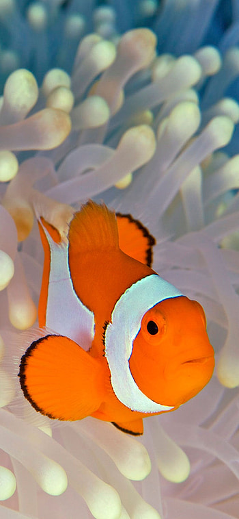 Clownfish, , My, Site HD phone wallpaper
