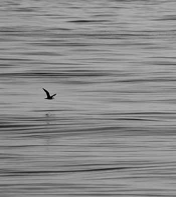 Nature, Water, Horizon, Bird, Seagull, Gull HD phone wallpaper