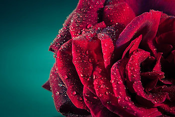 Drops, Macro, Rose Flower, Rose, Petals HD wallpaper