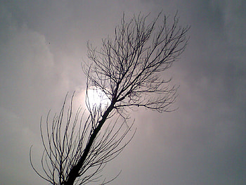 loneliness, autumn.., winter, trees, autumn, loneliness HD wallpaper