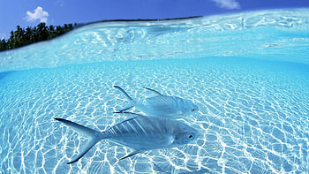 Closeup View Of Two Fishes Underwater Ocean Waves Blue Sky Background Fish HD wallpaper