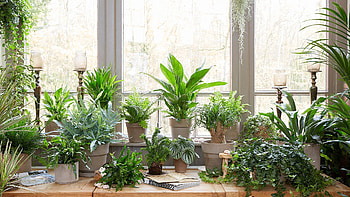 Lush Indoor Garden - Houseplant Haven Background, houseplant, graphy, plant, home decor, indoor gardening HD wallpaper