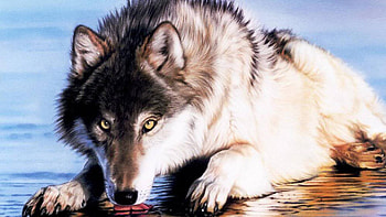 Laying on the Ice, wildlife, animals, white wolf, nature, grey wolf, ice, wolf pup HD wallpaper