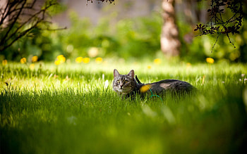 Animals, Summer, To Lie Down, Lie, Grass Cat HD wallpaper