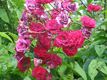 teacup roses, flowers HD wallpaper