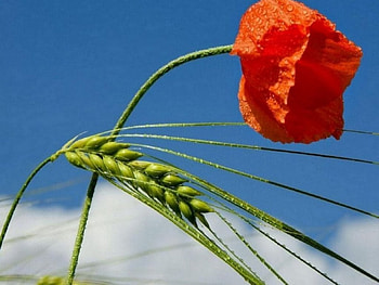 Blue sky & poppy, blue, poppy, clouds, sky, nature HD wallpaper