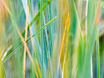 Grass, Background HD wallpaper
