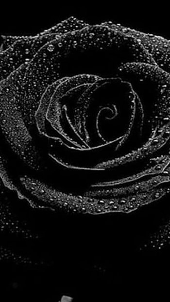 Black Rose, Dark Theme, Background HD phone wallpaper