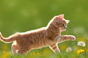 Kitten, Cute, , Cat HD wallpaper