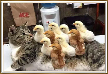 CAT AND CHICKENS, NATURE, CHICKENS, , CAT HD wallpaper