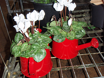 Pretty red watering cans with cyclamen, nexus, cyclamen, fun, graphy, watering cans, , digital, creative, bright, , white, shellandshilo, hobby, recycle, gardendening, spray paint, house decoration, house plant, unusual, pretty, red, paint, potted plants, nature, bright red, white cyclamen HD wallpaper