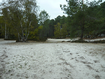 3 pignons, fontainebleau, forests, nature, france HD wallpaper