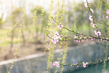 Beautiful pink blossoms in springtime with a soft, blurred background. HD wallpaper