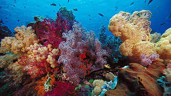 Sea life marine , Captivating marine creatures, quality, ID163843 HD wallpaper