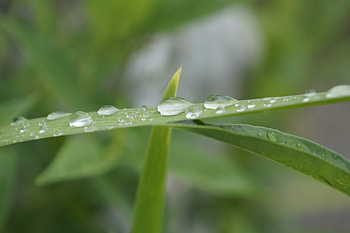 Drop waters on Grass, closeup, rain, graphers, drop waters, grass, macro HD wallpaper