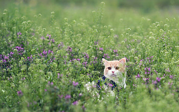Animals, Grass, Cat, Peeps Out, Peeps HD wallpaper