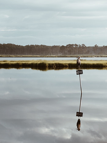 Landscape, Nature, Lake, Bird, Nameplate, Plate HD phone wallpaper