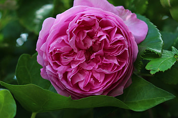 Purple Beauty, rose, purple, petals, nature, flowers HD wallpaper