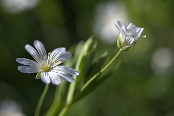 Flowers, Macro, Tenderness, Spring HD wallpaper