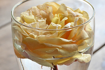 Flowers, Flower, Rose Flower, Rose, Petals, Bud, Glass HD wallpaper