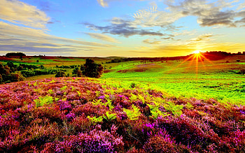 Wildflowers at Sunrise, meadow, sun, blossoms, clouds, colors, sky HD wallpaper