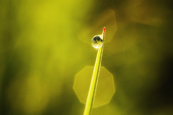 Leaves, Macro, Drop, Dew HD wallpaper