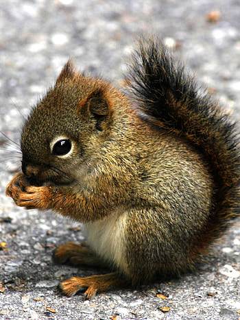 Baby squirrel, Squirrels HD phone wallpaper