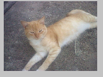 My cat Sandy, lazy, sandy, mines, cat, sandy9 HD wallpaper