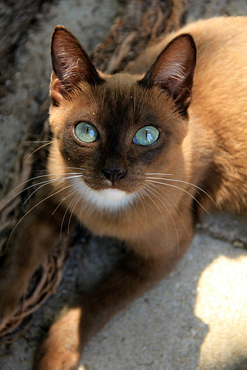 Burmese Cat, Cute and fluffy, Cuteness overload, Adorable feline HD phone wallpaper