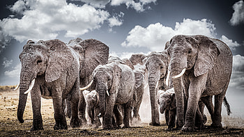 African Elephants, animal, Elephants, nature, African HD wallpaper