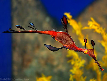 Sea Creature, beautiful HD wallpaper